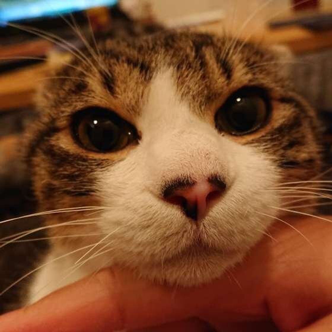 猫が あご乗せ するときの気持ち 猫は何でもあごを乗せる ねこのきもちweb Magazine 猫が あご乗せ するときの気持ち 猫は何でもあごを乗せる ねこのきもちweb Magazine