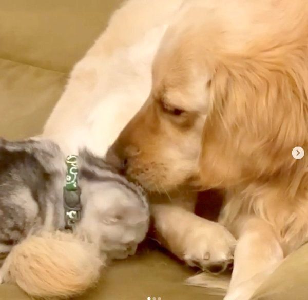 あずきちゃんの子守りをするベガちゃん