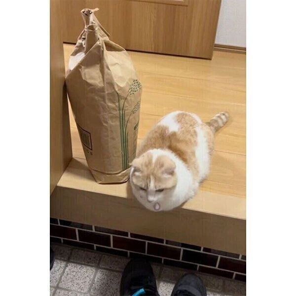 落ちそうになりながらもお出迎えするクリちゃん