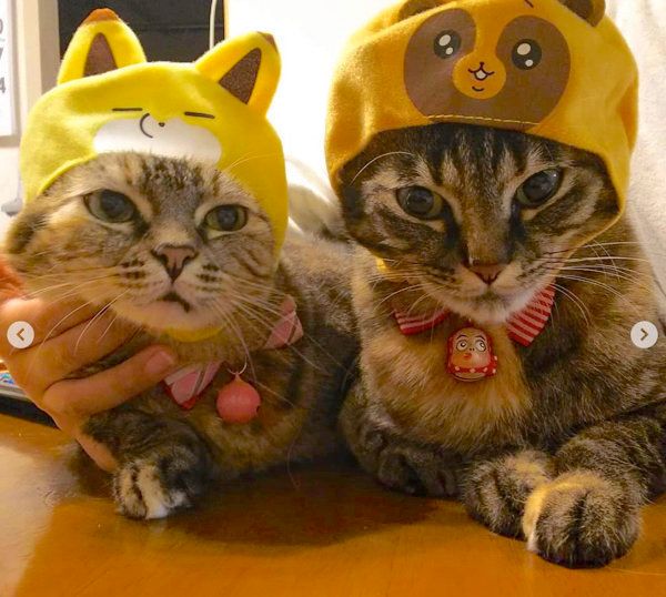 かぶりものをかぶる猫