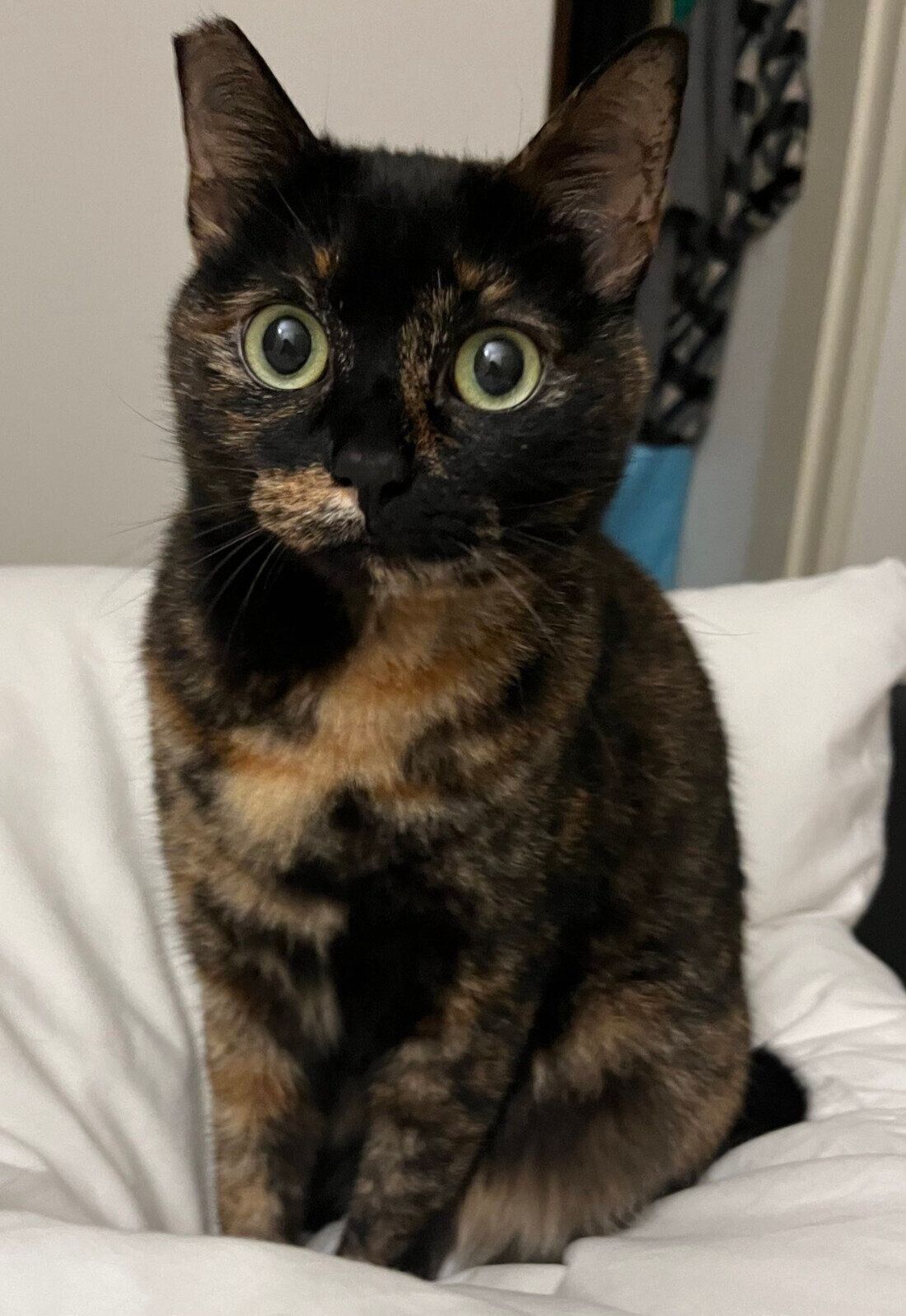 見つめるがんもちゃん