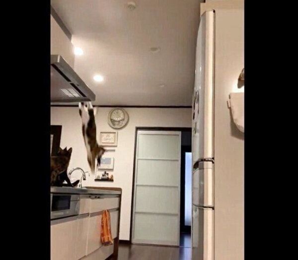 「ショッカー」を誘拐するひじきちゃん