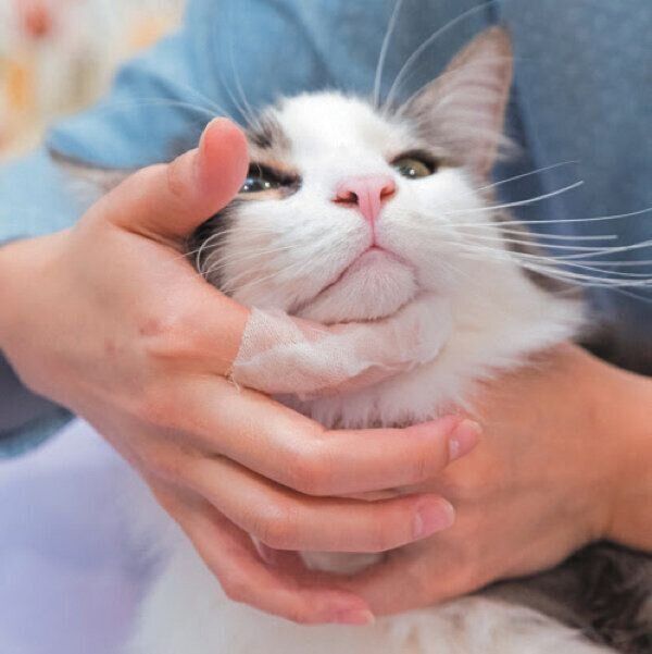 ガーゼであごを拭いてもらう猫