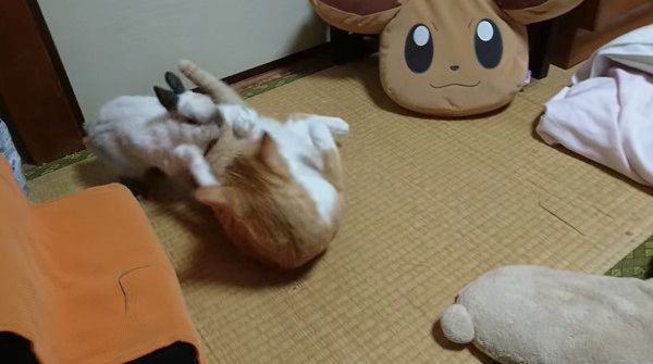 猫に怒るウサギ