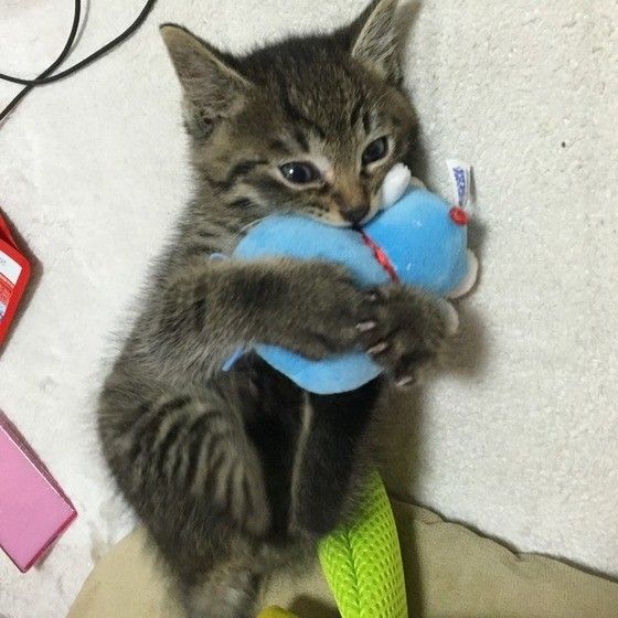 ド○ちゃん、ごめんね！