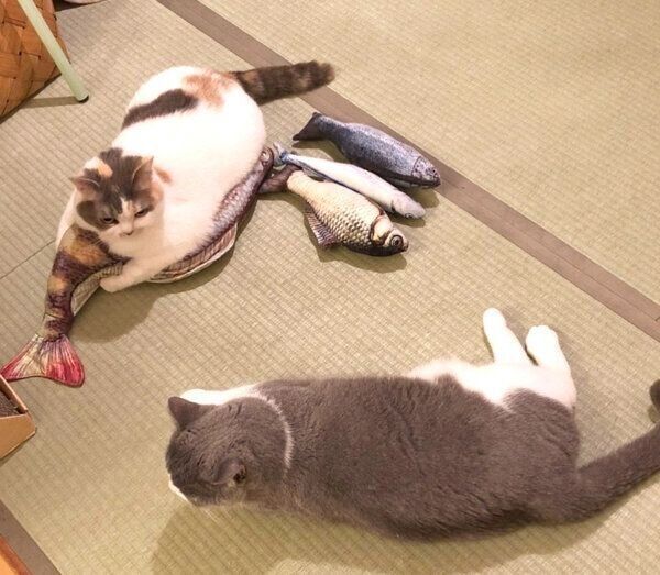 くつろぐねね子ちゃんとドラ千代くん