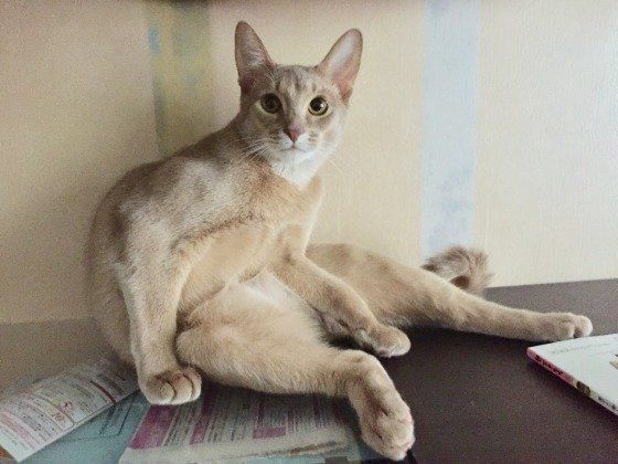 新聞の上にすわるアビシニアン