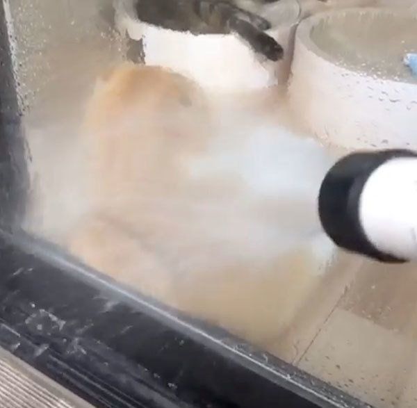 窓際でくつろぐスコティッシュフォールド