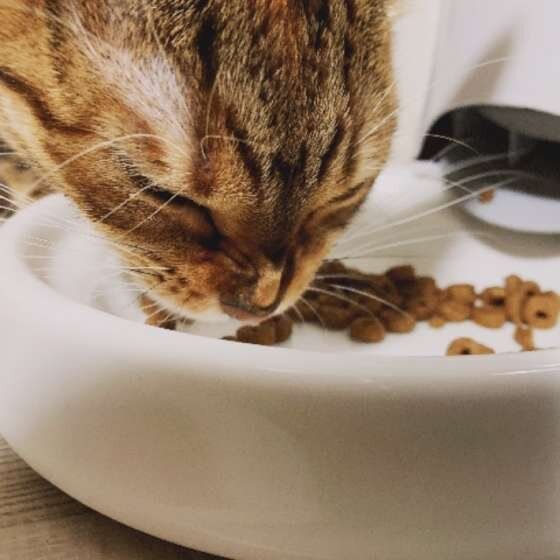 ベンガル・ハナコちゃん・食事中
