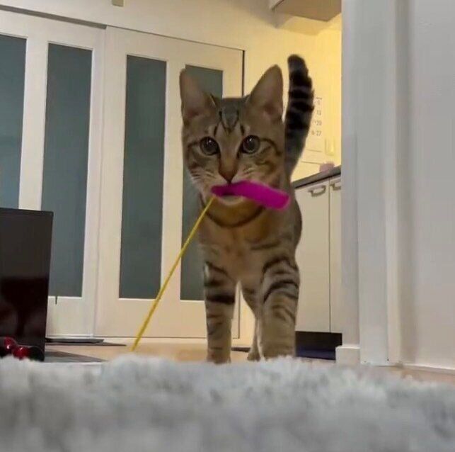 飼い主さんが投げたおもちゃを持ってくるとんこつくん。