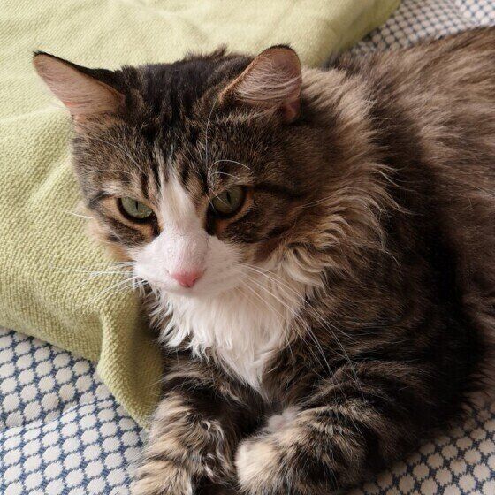 メインクーンの銀次郎くん