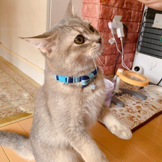 立った丸虎くん（ブリティッシュショートヘア）