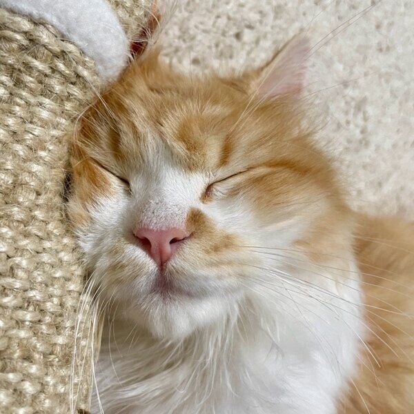 ぐっすり眠るテオくん