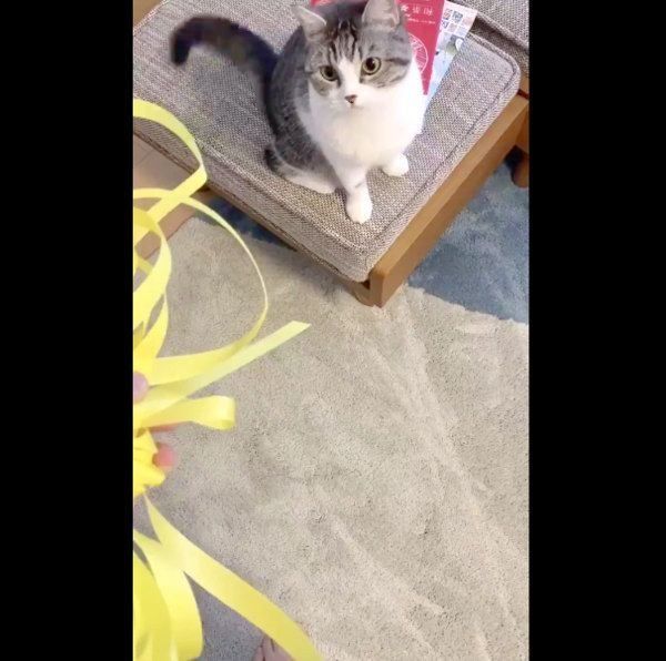 ゴミを追いかけるクロエちゃん