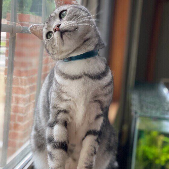 外を見つめるアメリカンショートヘア