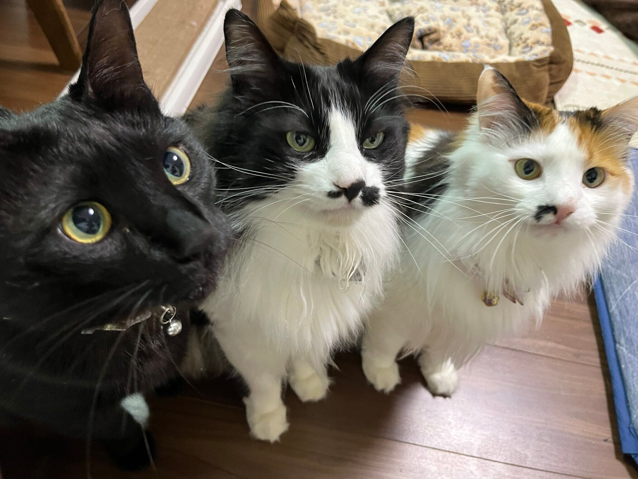 かわいらしさは子猫時代のまま？　成長後の3匹の様子