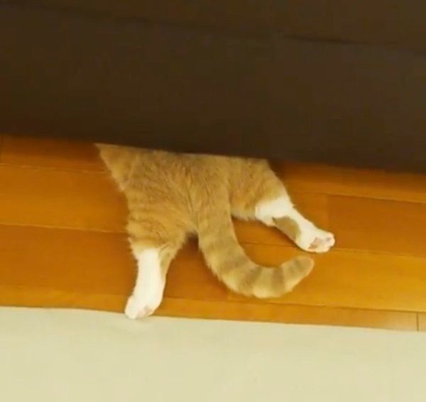 ソファに入り込むマンチカン