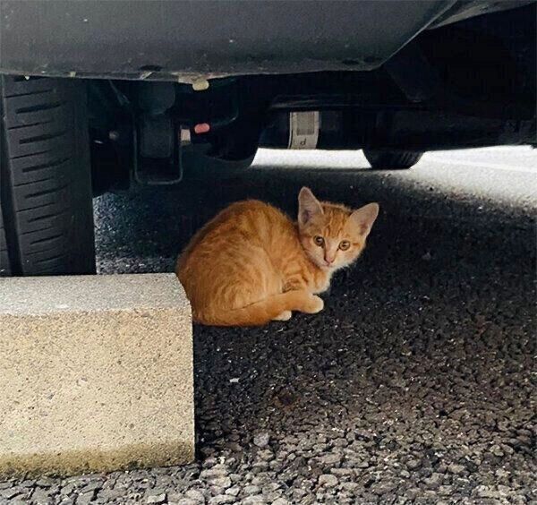 車の下でうずくまるハマグリちゃん