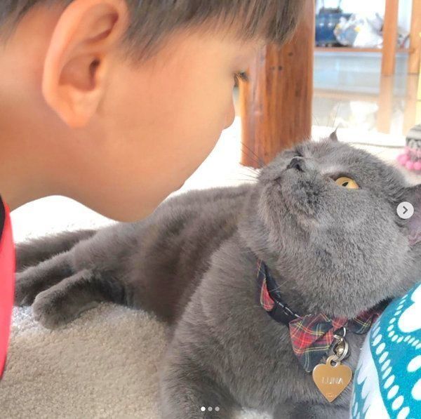 元保護猫・ブリティッシュショートヘアのルナ子ちゃん