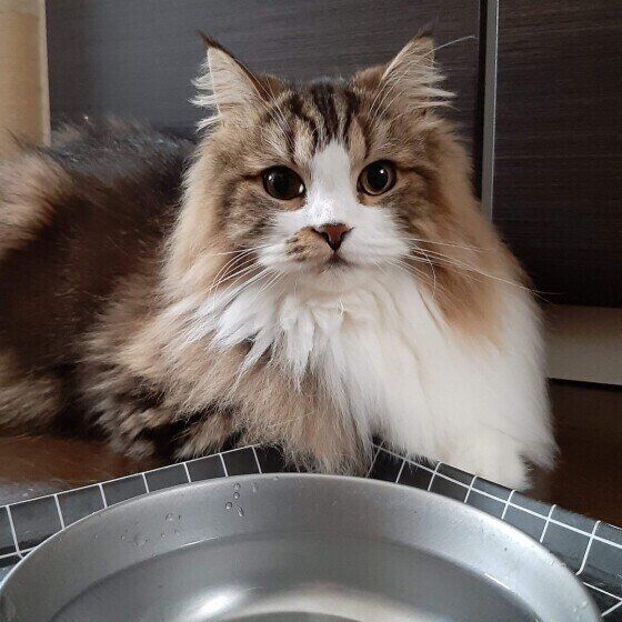 スコティッシュフォールド・ロングヘア