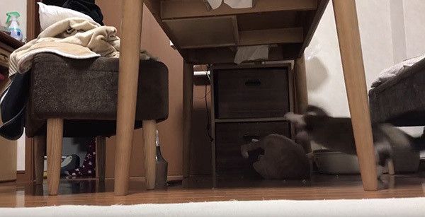 引き出しを漁る猫