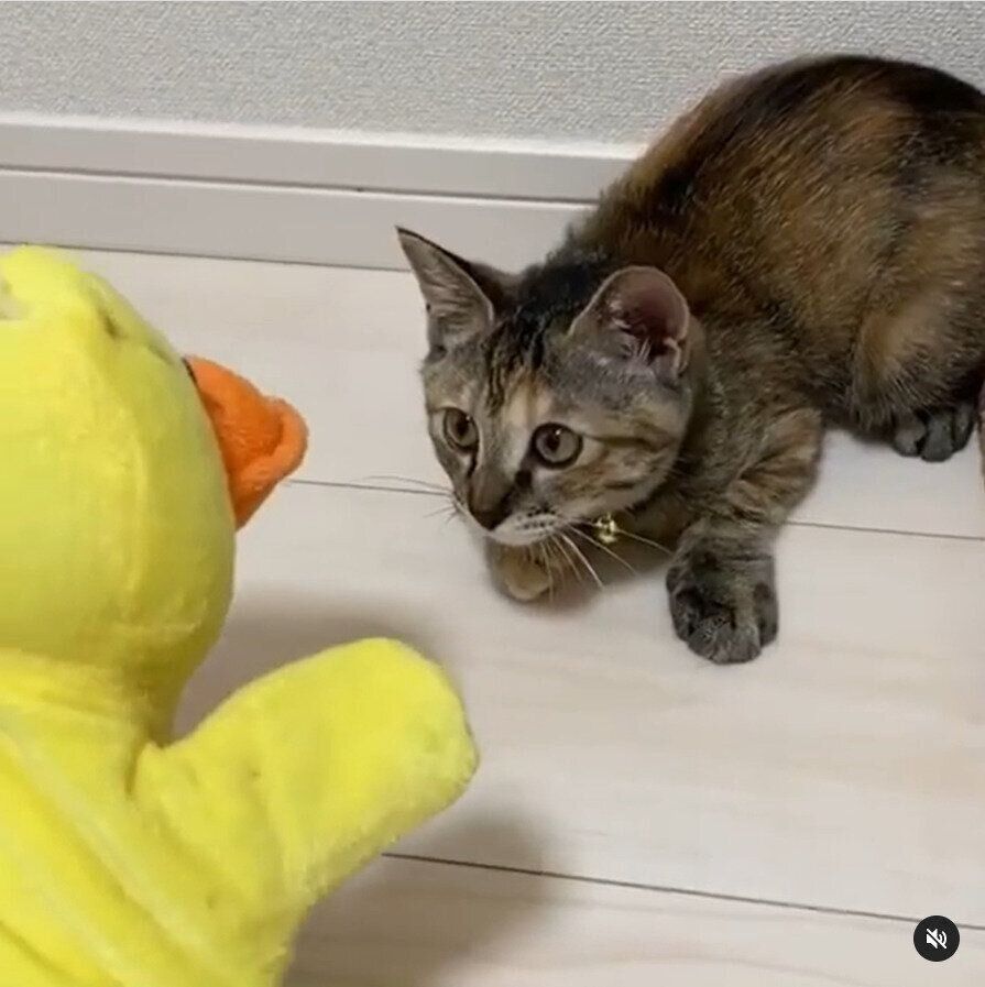 ひよこのパペット出現