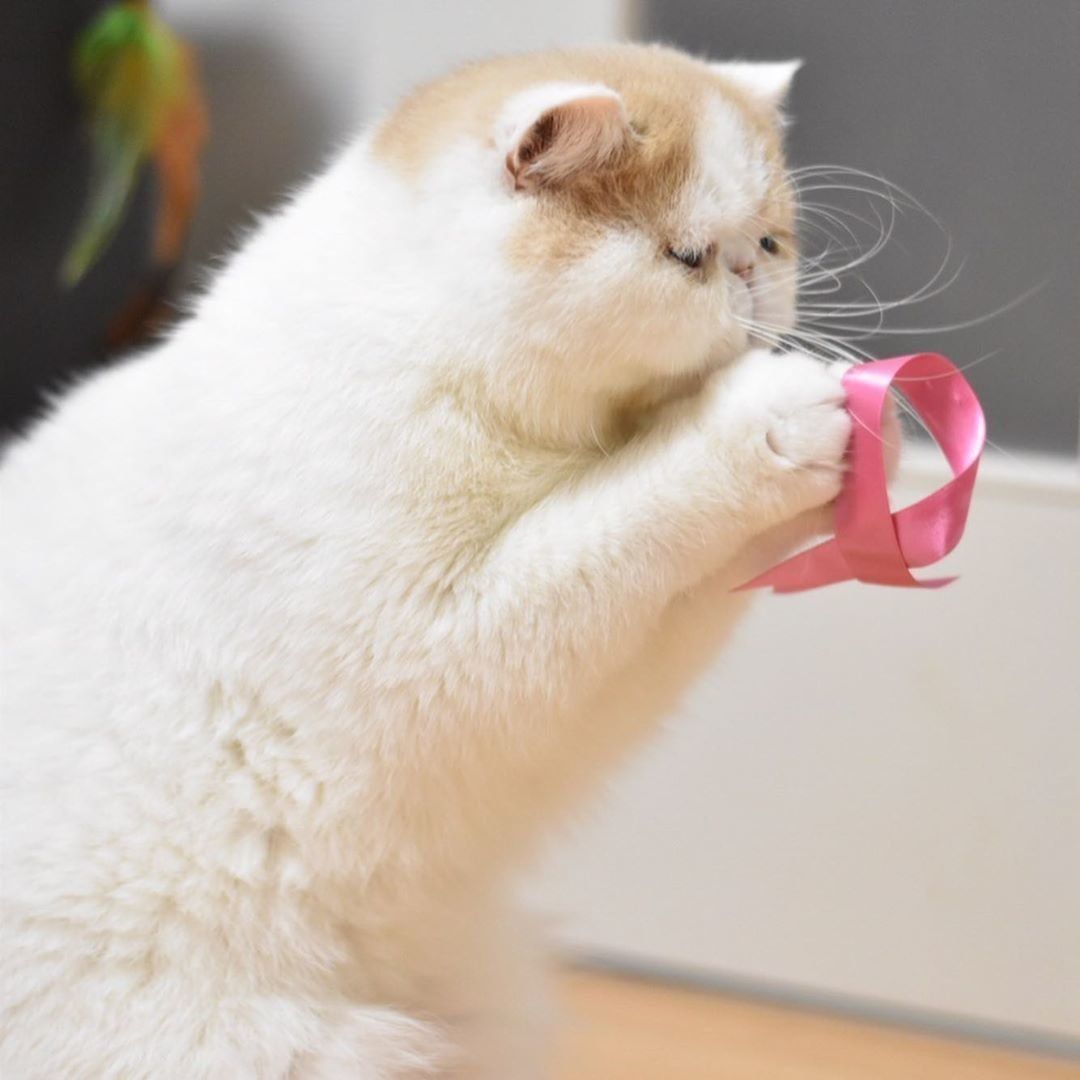 リボンで遊ぶエキゾチックショートヘアのPotetoちゃん