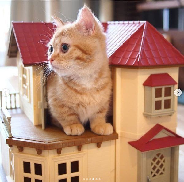 赤ちゃんのときのプリンちゃん