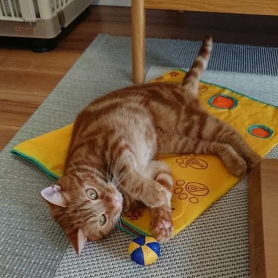 アメリカンショートヘアのチャオちゃん