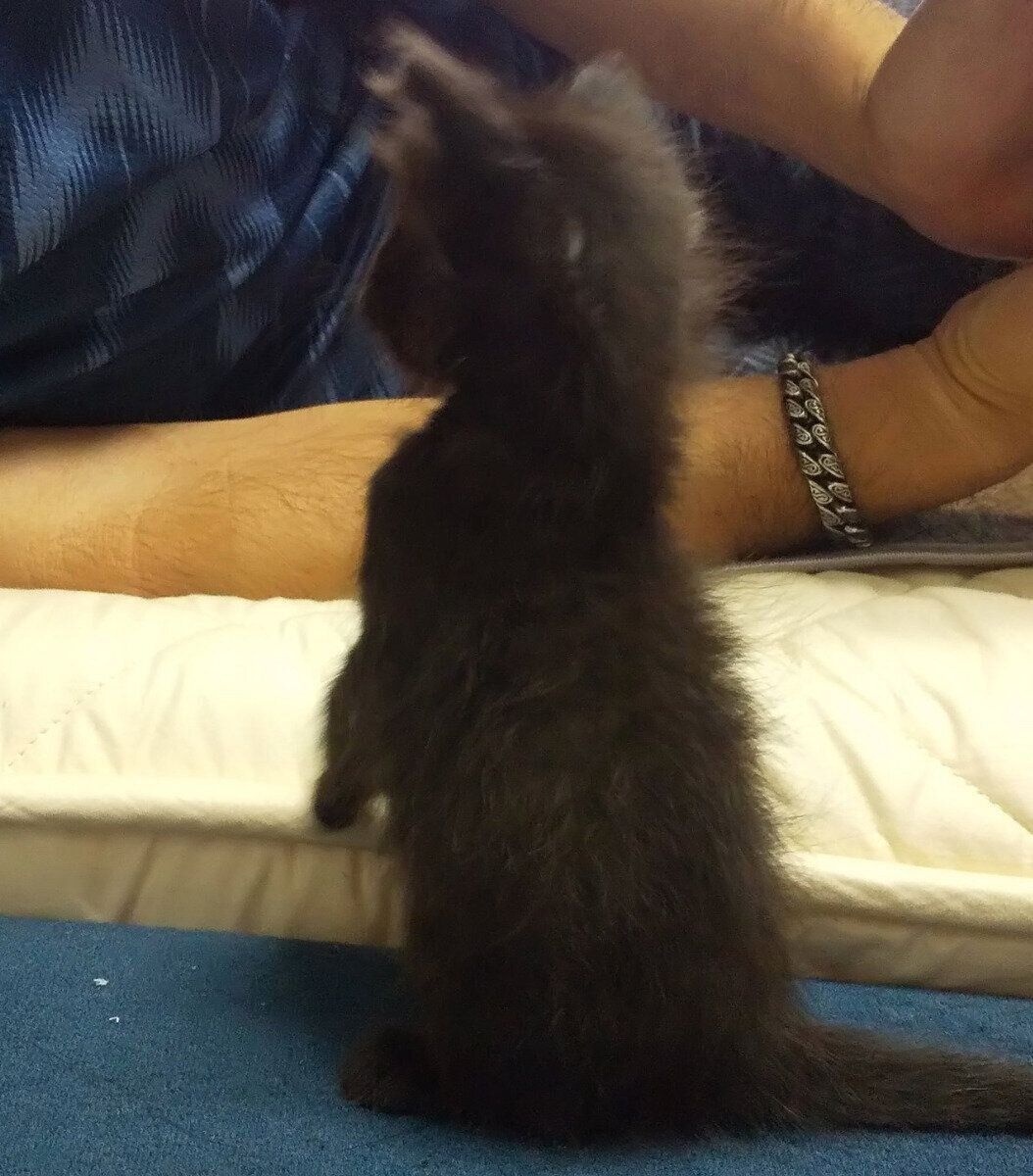 何かの拍子に、“にょっ”と立ち上がったあんころくん