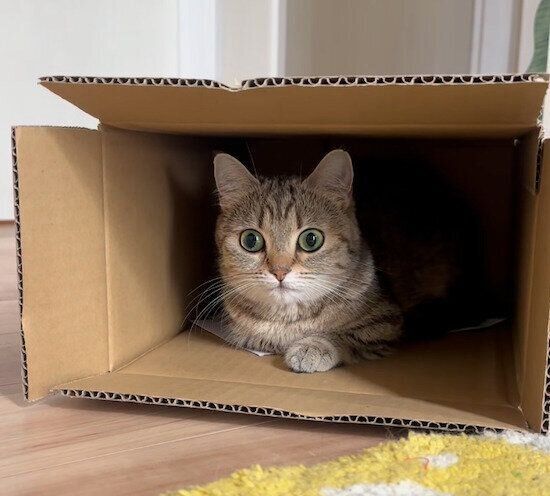 ダンボール箱の中に入るふうちゃん