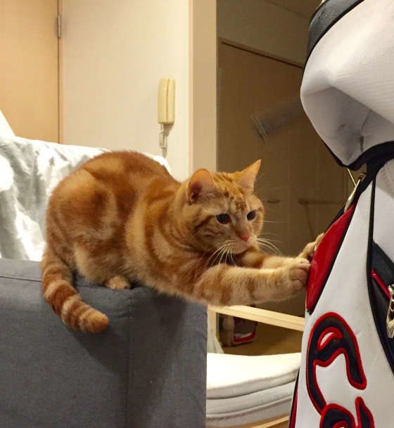 ゴルフバッグに前足を伸ばすアメリカンショートヘア