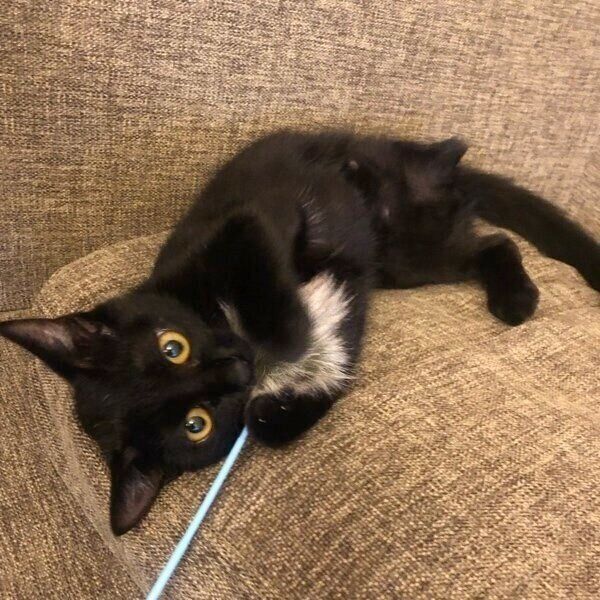 遊ぶモナちゃん