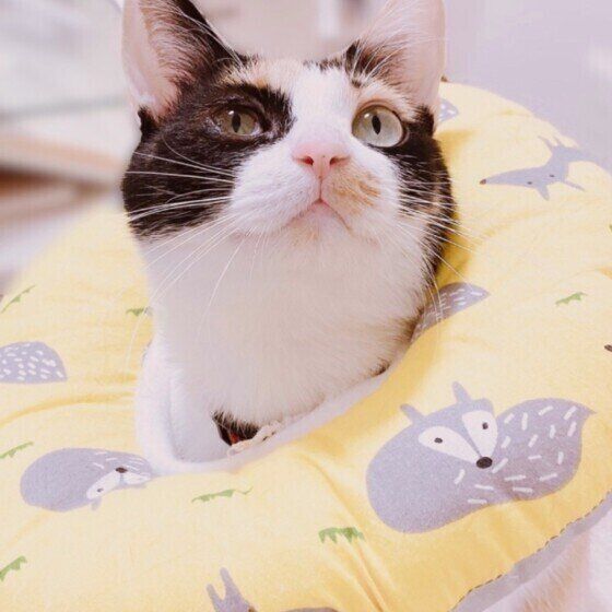 顔を出す猫（MIX、メス）