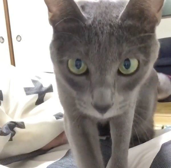 布団で遊ぶコラット