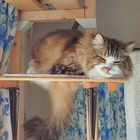 スコティッシュフォールド・ロングヘアの絆ちゃん