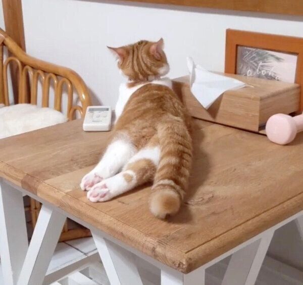 まったりくつろぐむぎちゃん