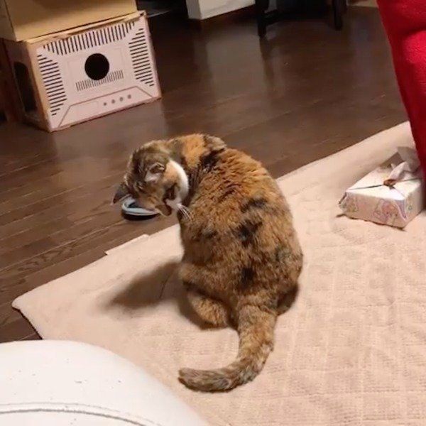 意味不明な行動をしちゃう三毛猫
