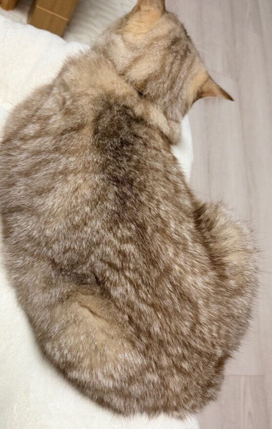 1才半の猫