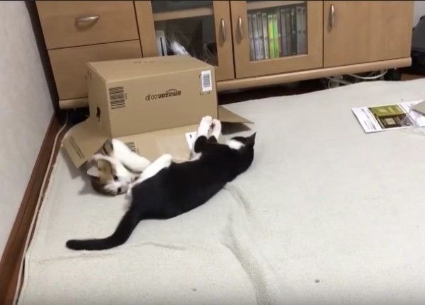 ヤドカリにゃんこ