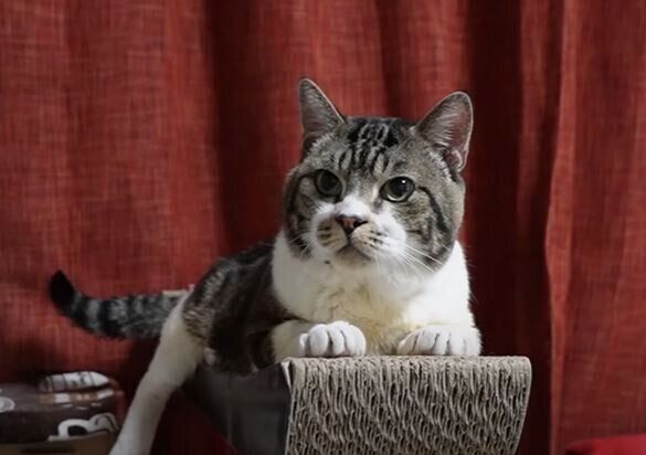 猫　リキちゃん