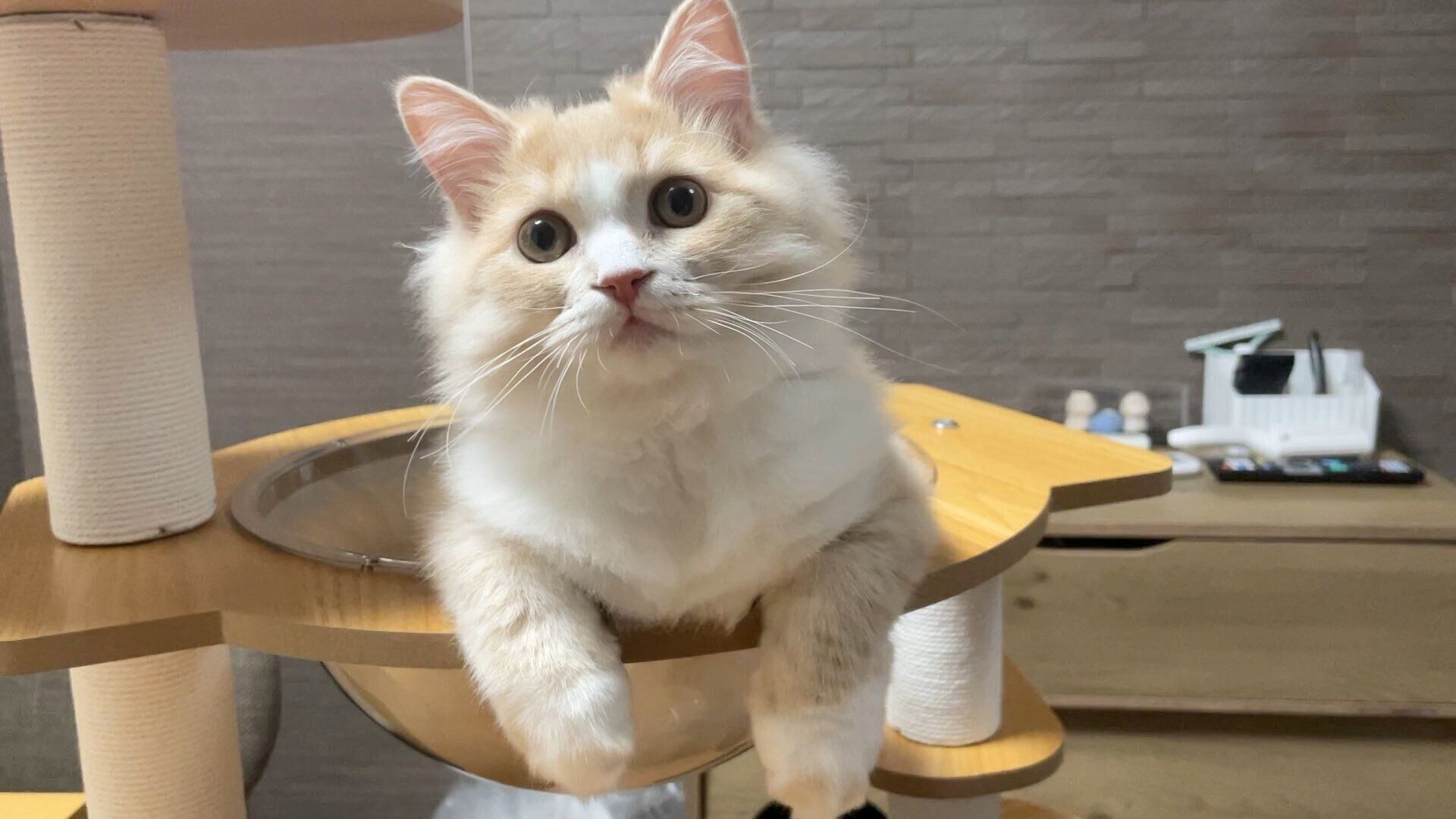 新しいキャットタワーにご満悦のぽてくん