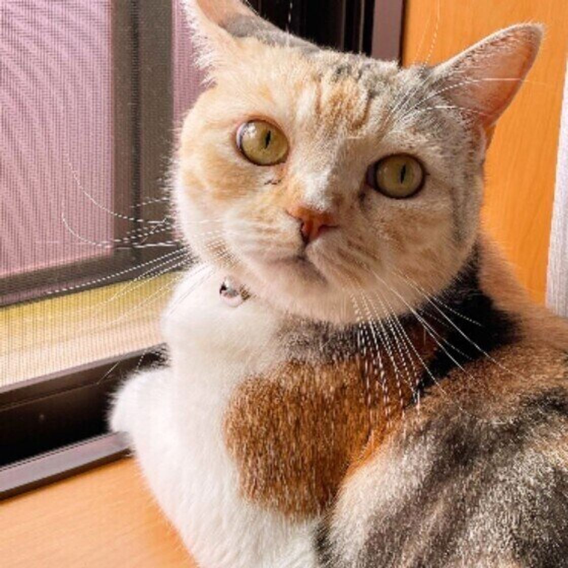 猫の名前ランキング21 の第1位は ムギ 上位トップ3の名付けの由来を飼い主に調査 ねこのきもちweb Magazine 猫の名前ランキング21 の第1位は ムギ 上位トップ3の名付けの由来を飼い主に調査 ねこのきもちweb Magazine