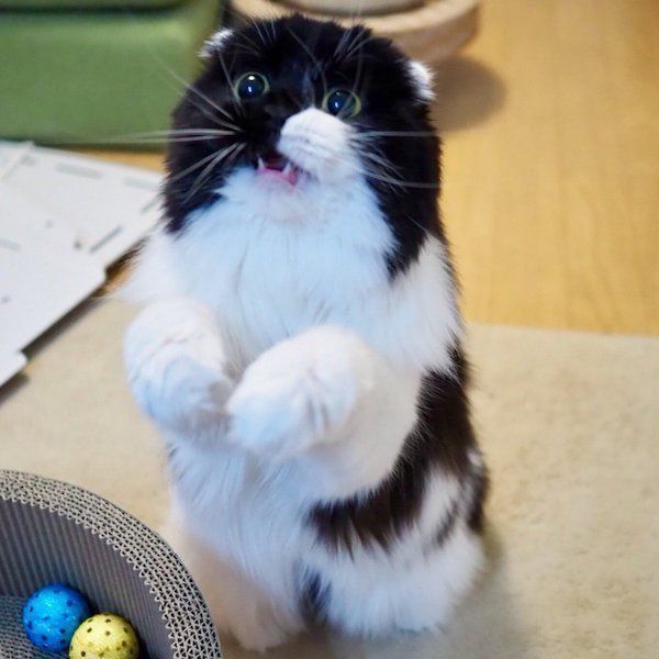 ケリケリが苦手な猫