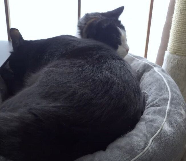 元気くんとお団子したいくろみつくん