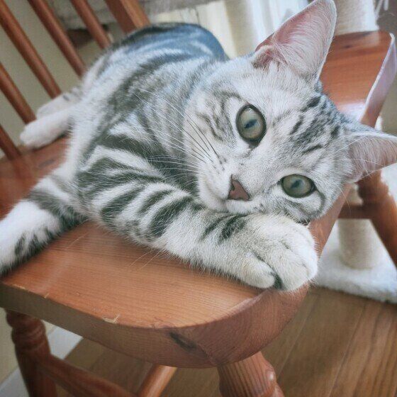 まったりするアメリカンショートヘア