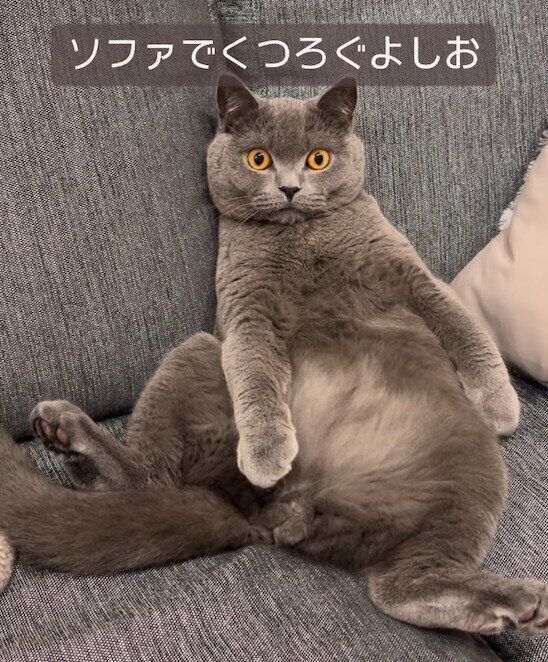 ソファでくつろぐよしおくん