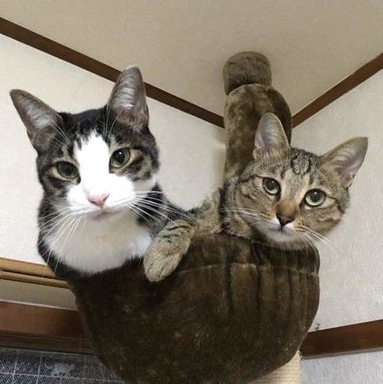 ゴマくん（キジトラ）と雄一郎くん