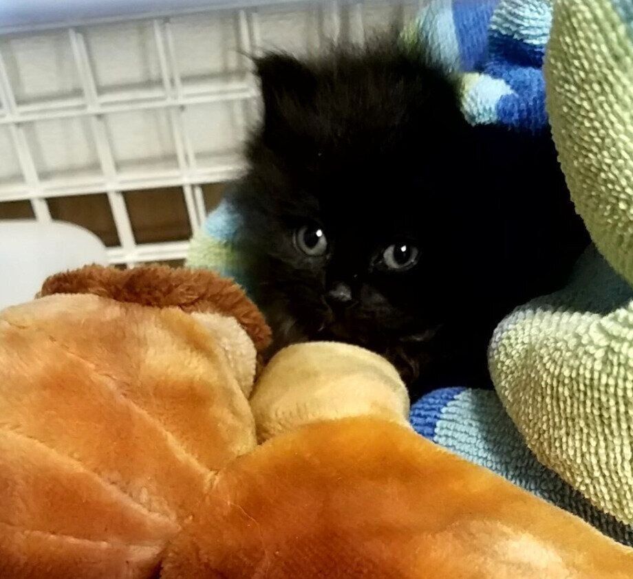 お迎えして間もないころのひまわりちゃん