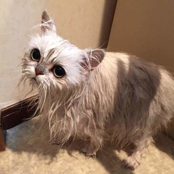 シャンプーをしたペルシャのみるくちゃん